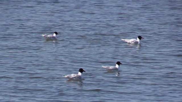 Gaviota Cabecinegra - ML618082839