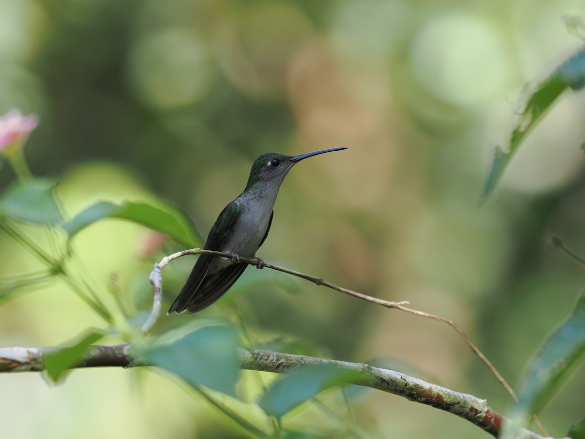 Gray-breasted Sabrewing - Ben Wilcox