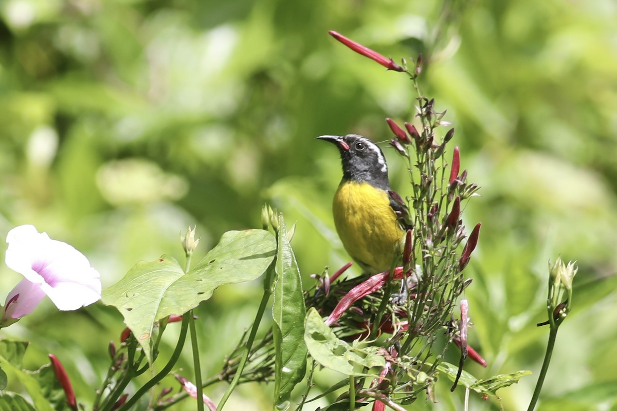 Bananaquit - ML618082842