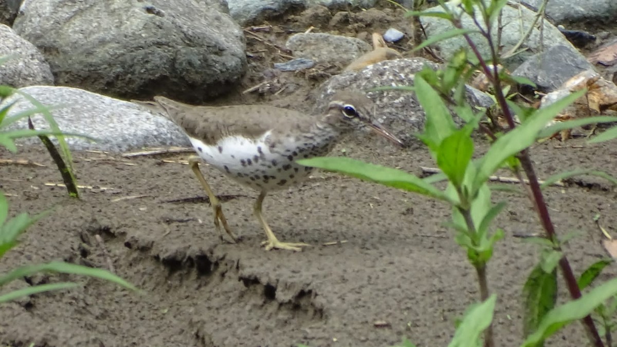 Spotted Sandpiper - ML618082872