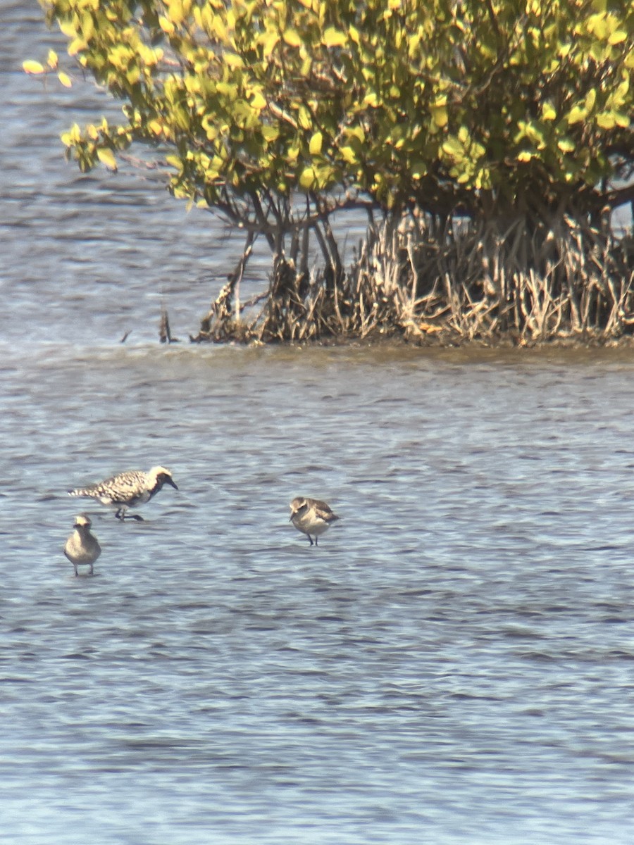 Black-bellied Plover - Ethan Landreville