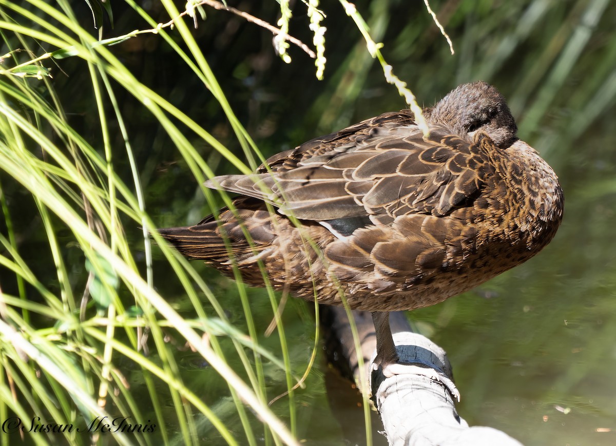 Brown Teal - Susan Mac