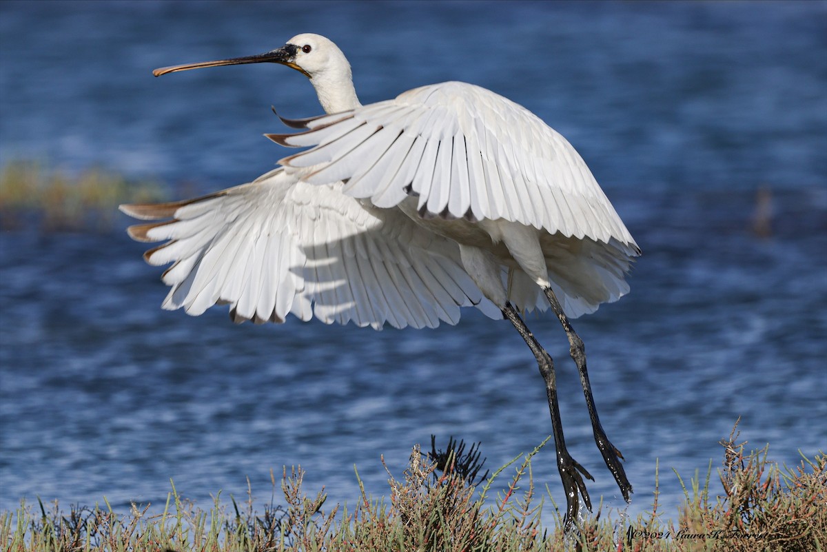Eurasian Spoonbill - Laura Forrest
