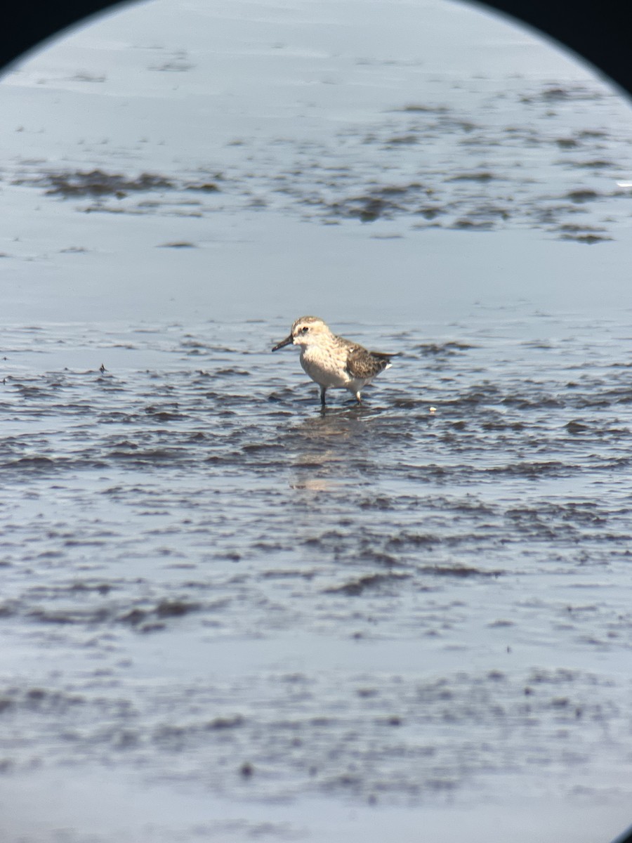 Semipalmated Sandpiper - Ethan Landreville