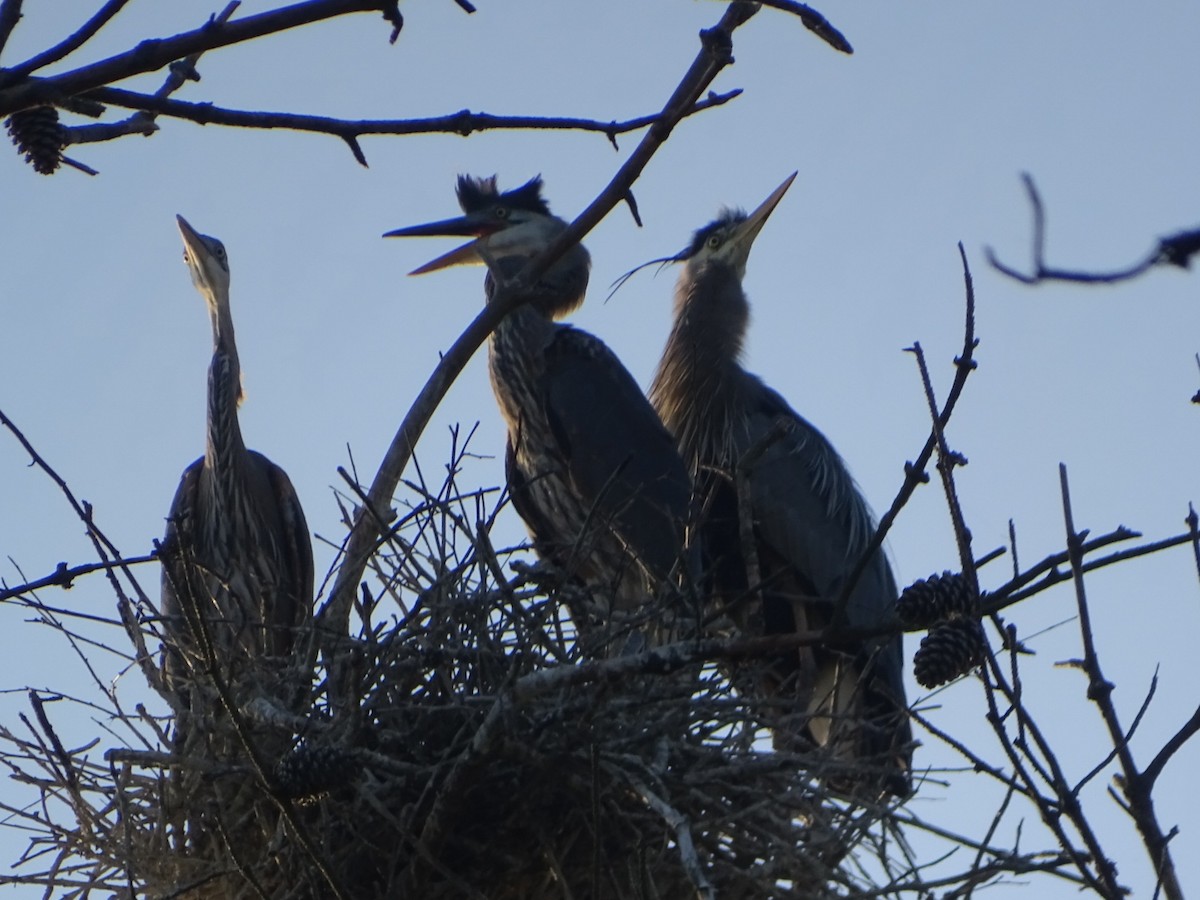 Great Blue Heron - Robert Solomon