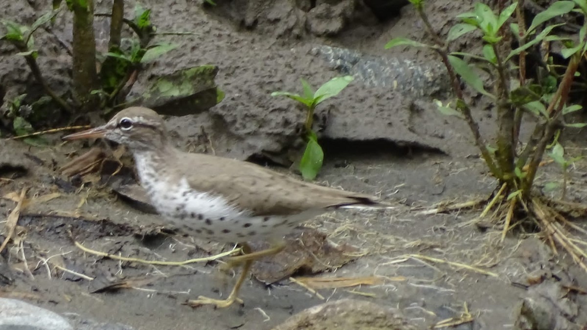 Spotted Sandpiper - ML618082935