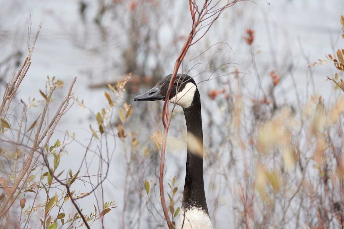 Canada Goose - Elodie Roze