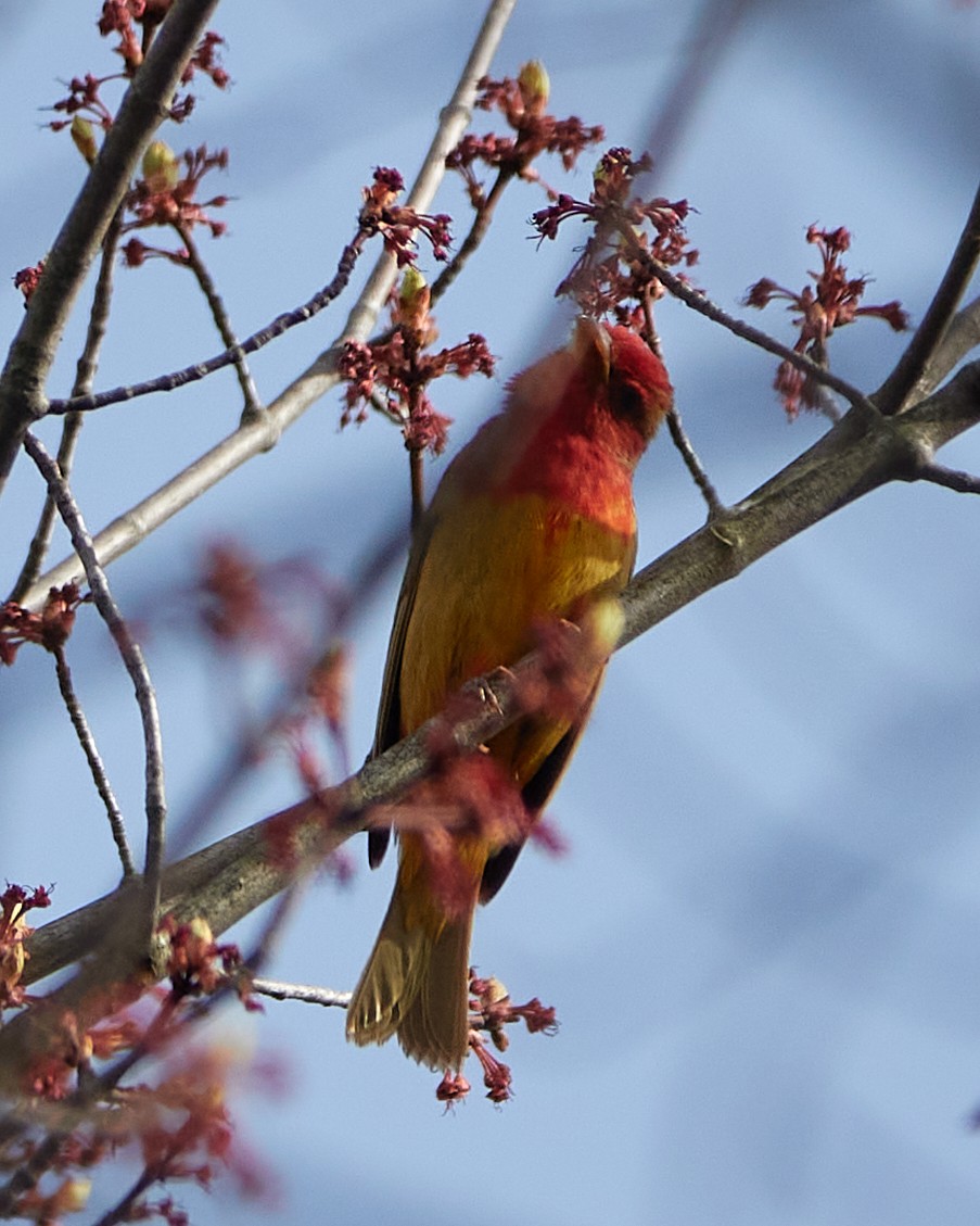 Summer Tanager - Elodie Roze