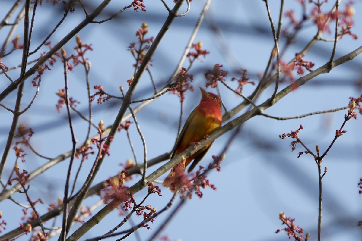 Summer Tanager - Elodie Roze