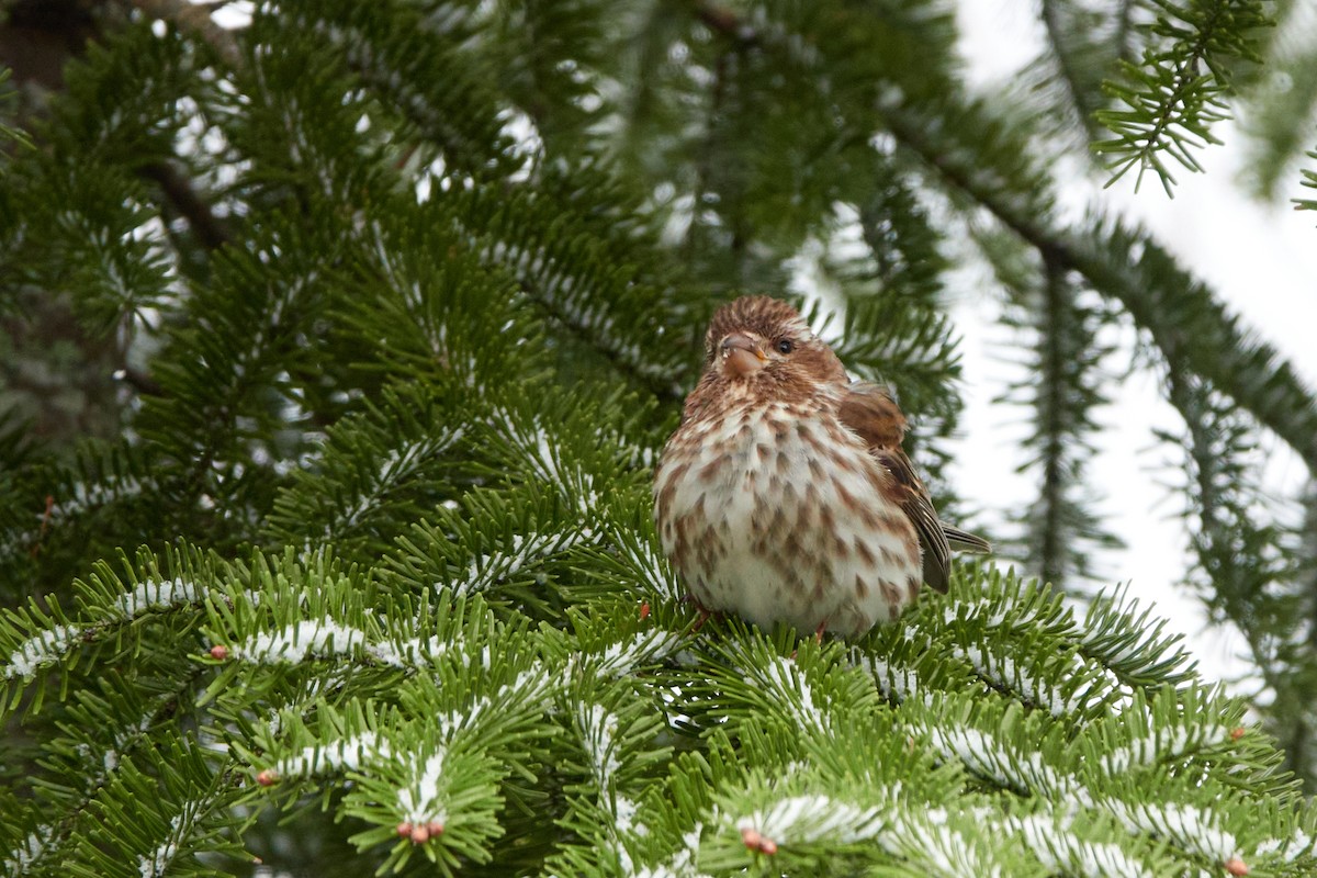 Purple Finch - Elodie Roze