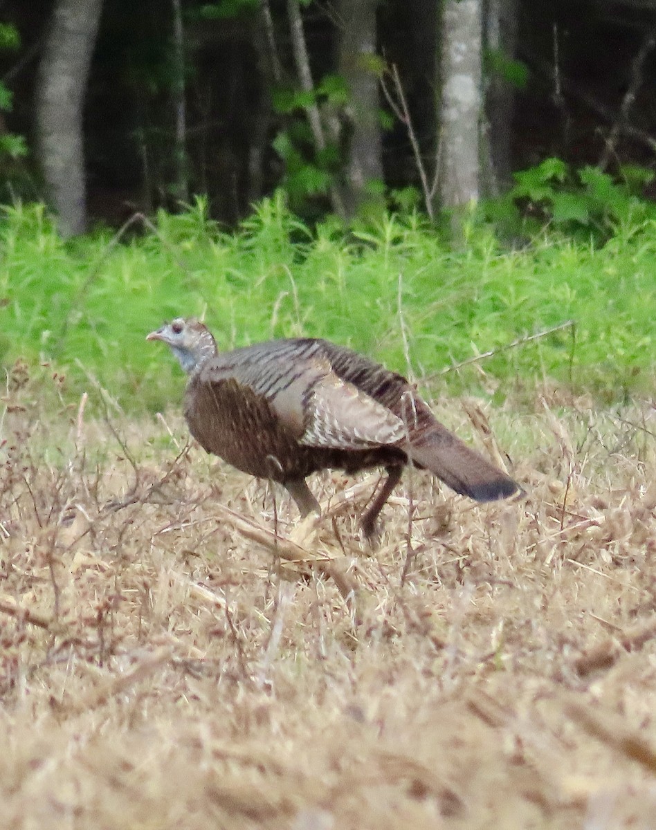 Wild Turkey - Tom & Anna Leith