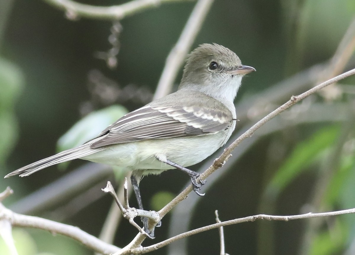 Caribbean Elaenia - ML618083011