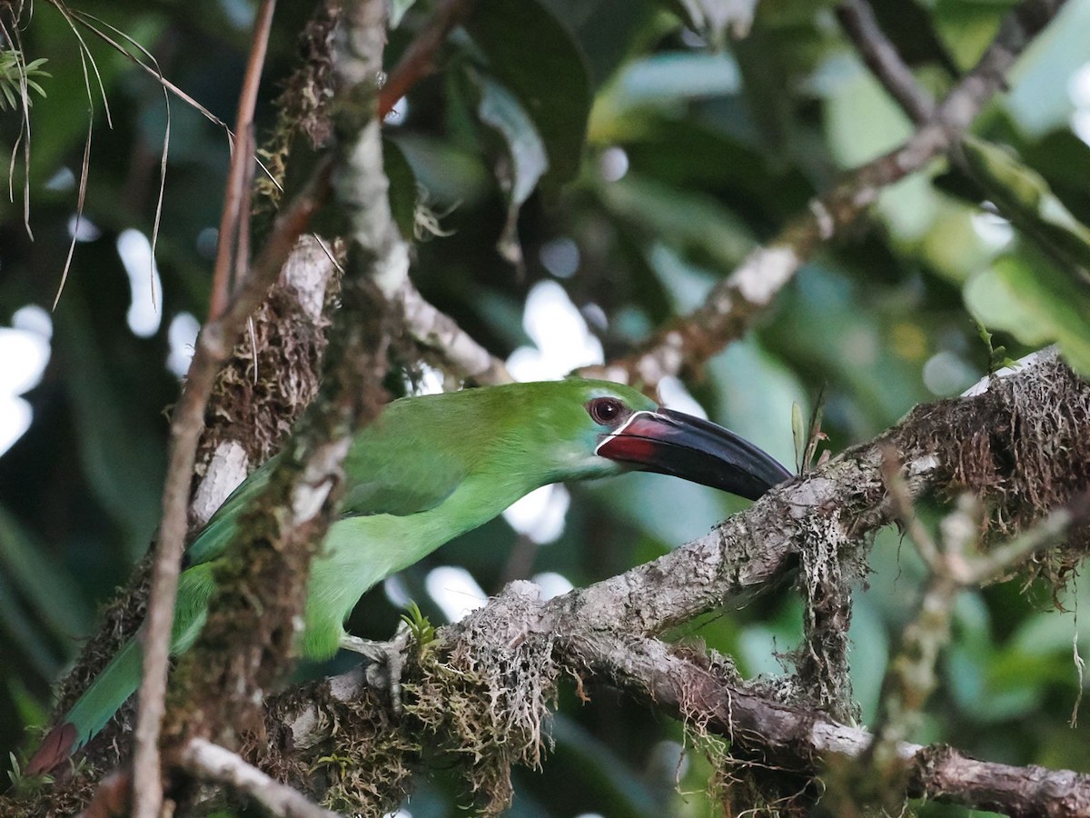 Chestnut-tipped Toucanet - ML618083019