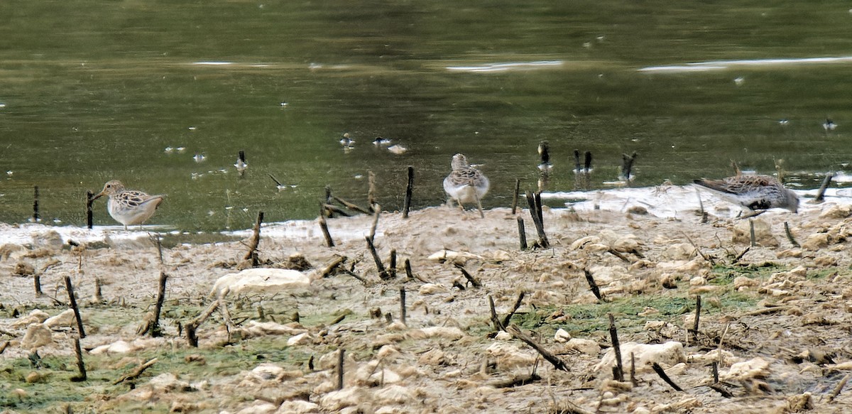 Pectoral Sandpiper - Craig Becker