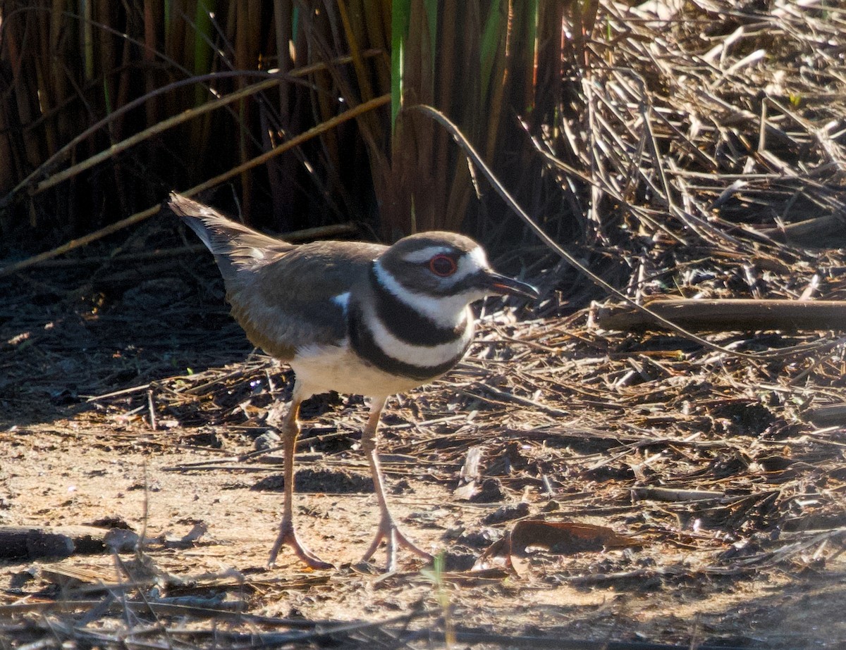 Killdeer - ML618083035