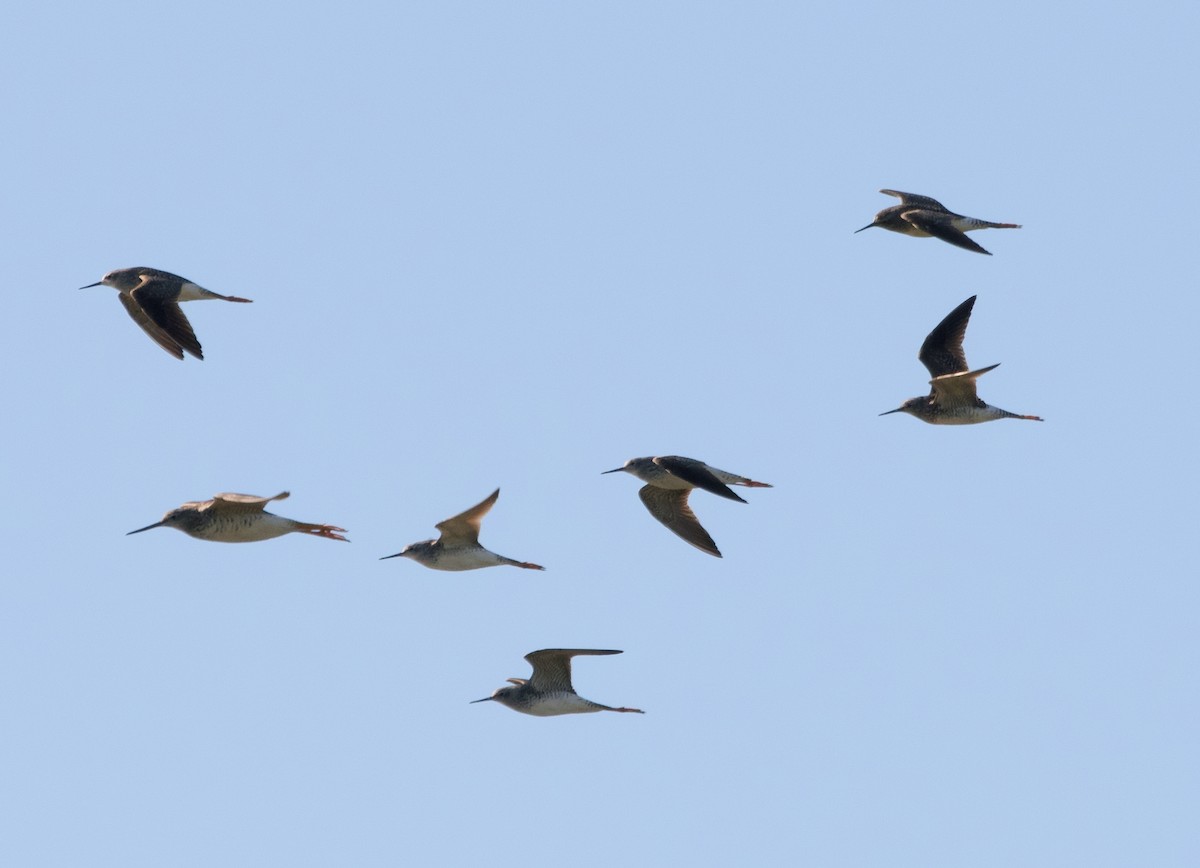 Lesser/Greater Yellowlegs - Alan Desbonnet