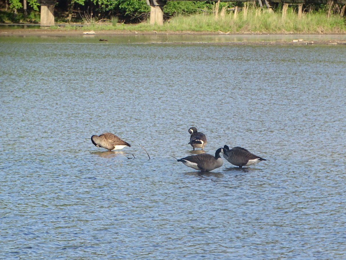 Canada Goose - Robert Solomon