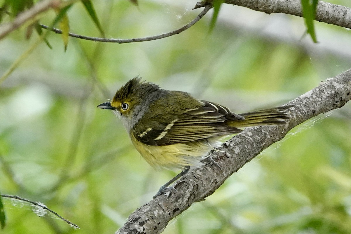 hvitøyevireo - ML618083069