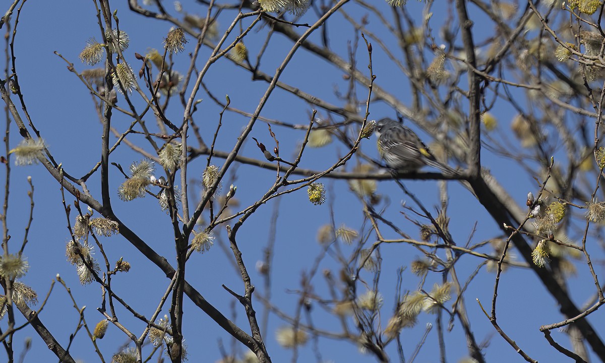 Yellow-rumped Warbler - ML618083093