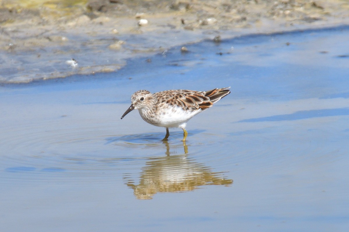 Least Sandpiper - ML618083122