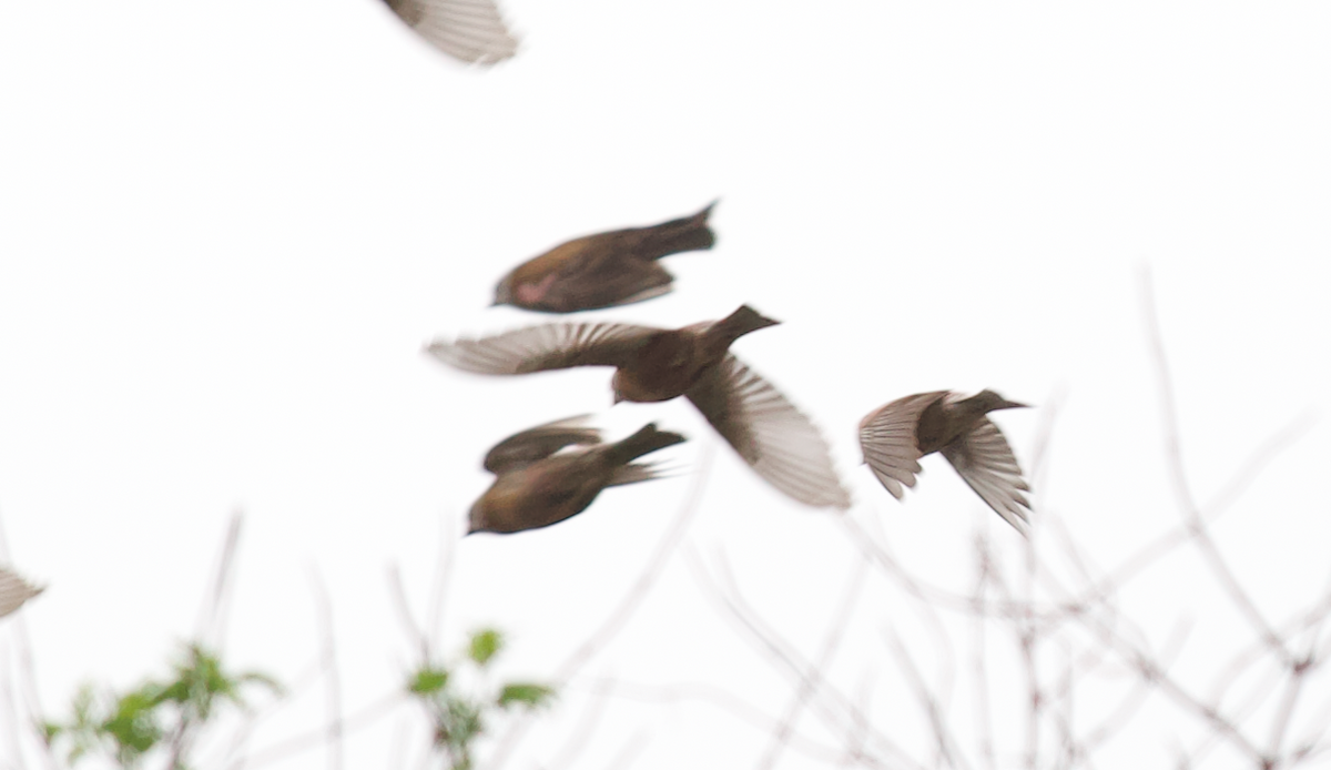 Gray-crowned Rosy-Finch - Justin Santiago