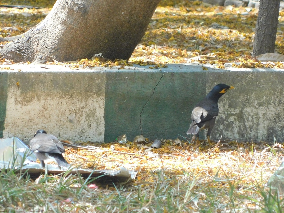 Common Myna - Vidhya Swaminathan