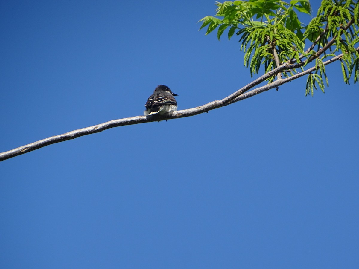 Eastern Kingbird - Robert Solomon