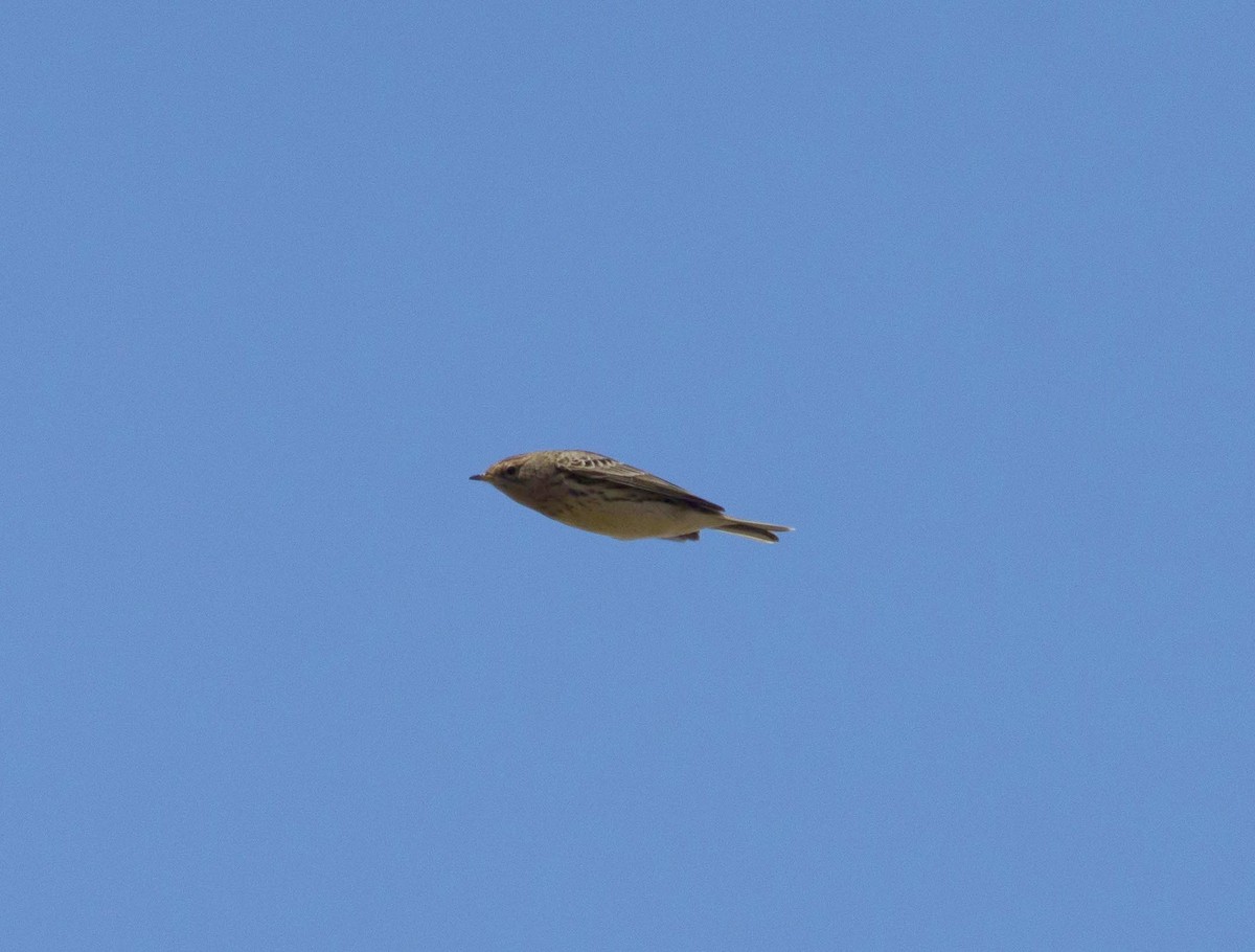 Pipit à gorge rousse - ML618083170