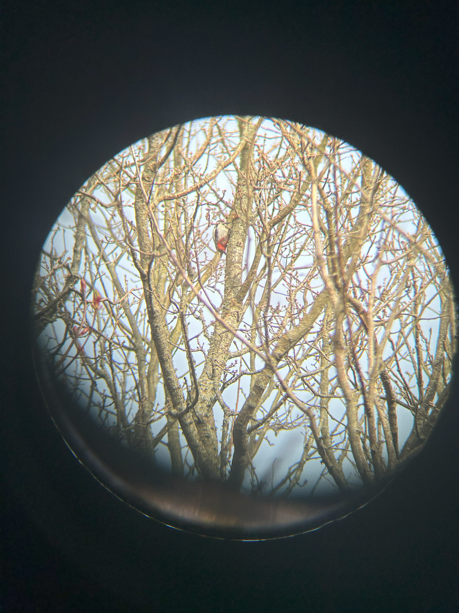 Great Spotted Woodpecker - linn .