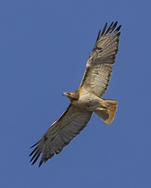 Red-tailed Hawk - Elliot Barnathan