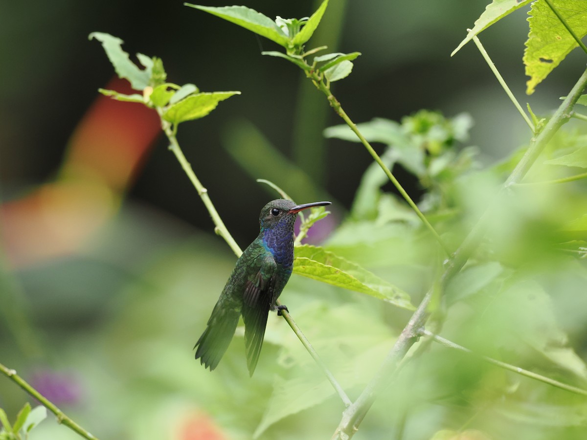 Sapphire-spangled Emerald - Ben Wilcox