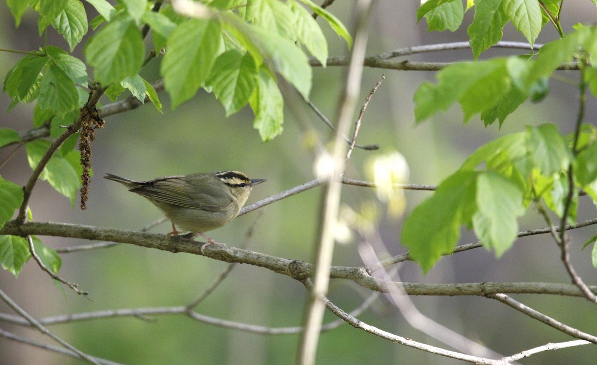 Worm-eating Warbler - ML618083194