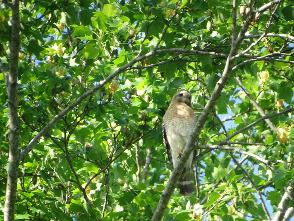 Red-shouldered Hawk - ML618083219