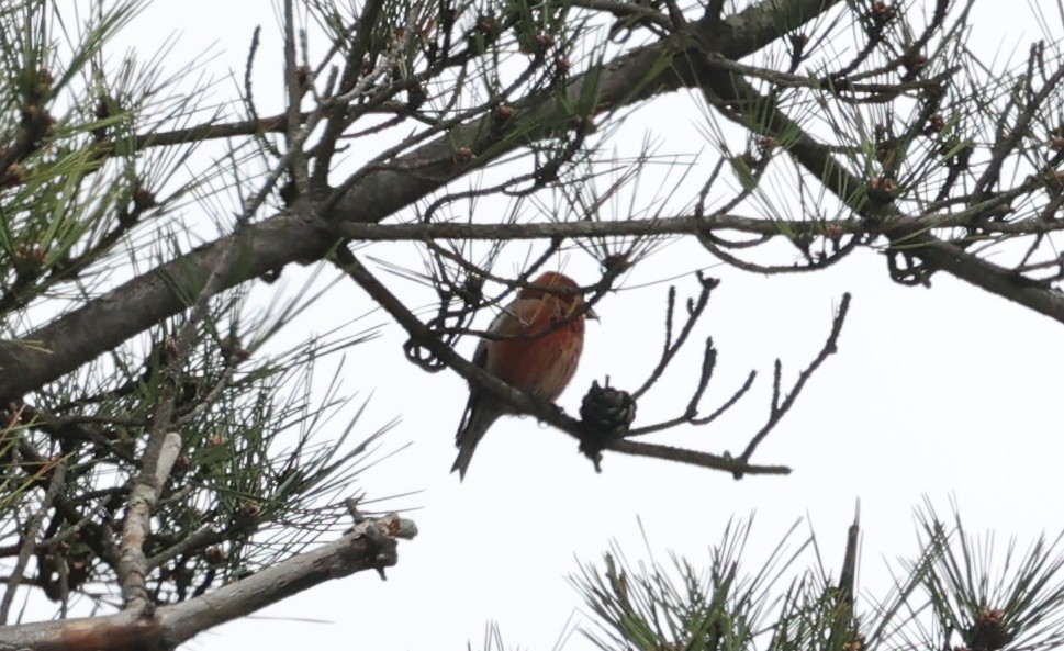 Red Crossbill - Kisup Lee