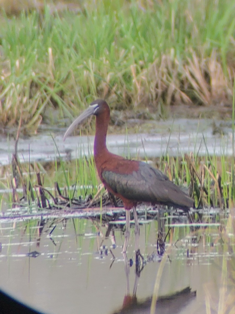 Glossy Ibis - ML618083255