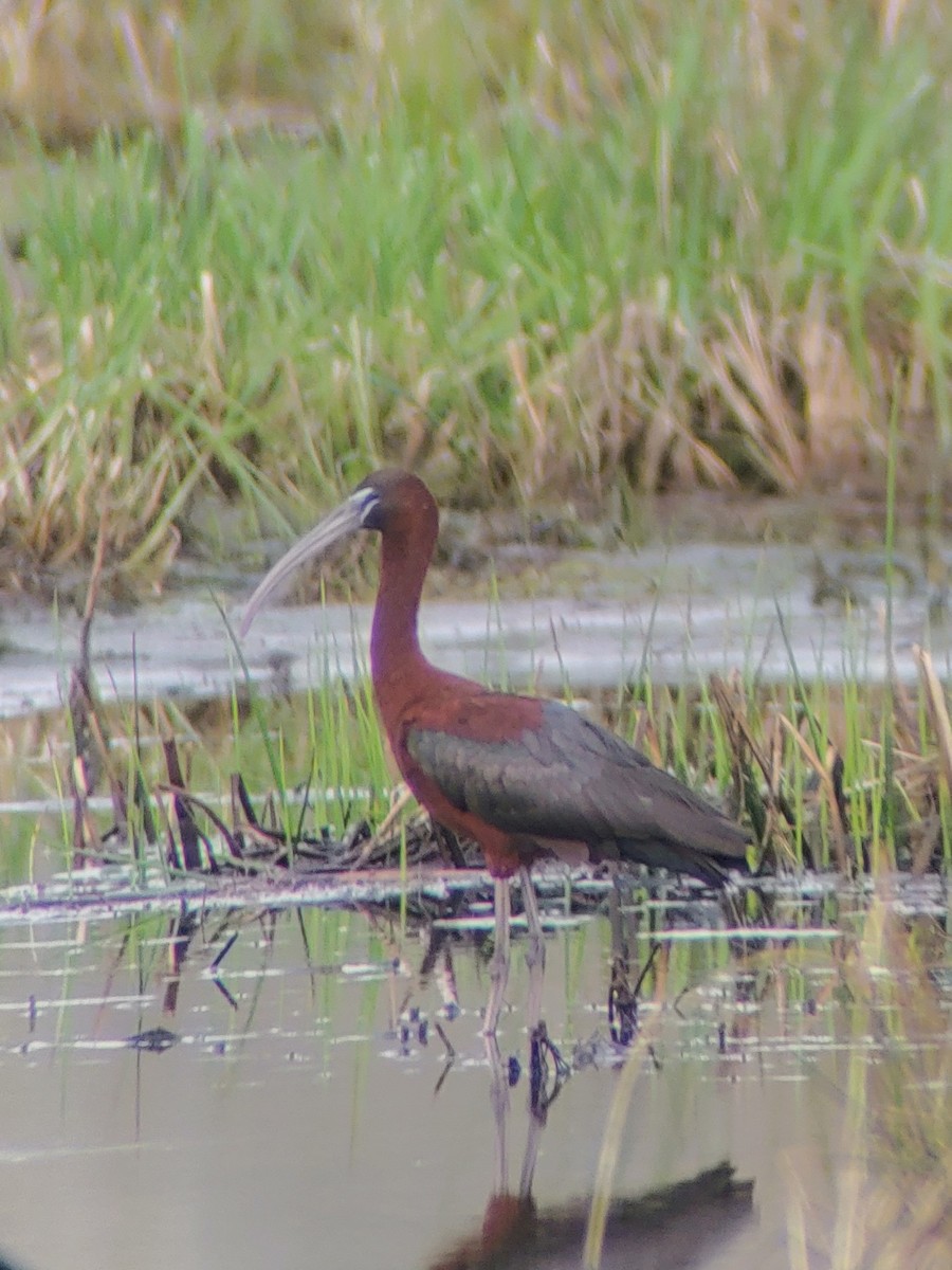 Glossy Ibis - ML618083256