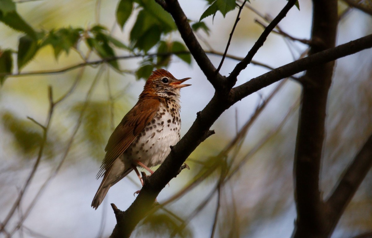 Wood Thrush - ML618083306