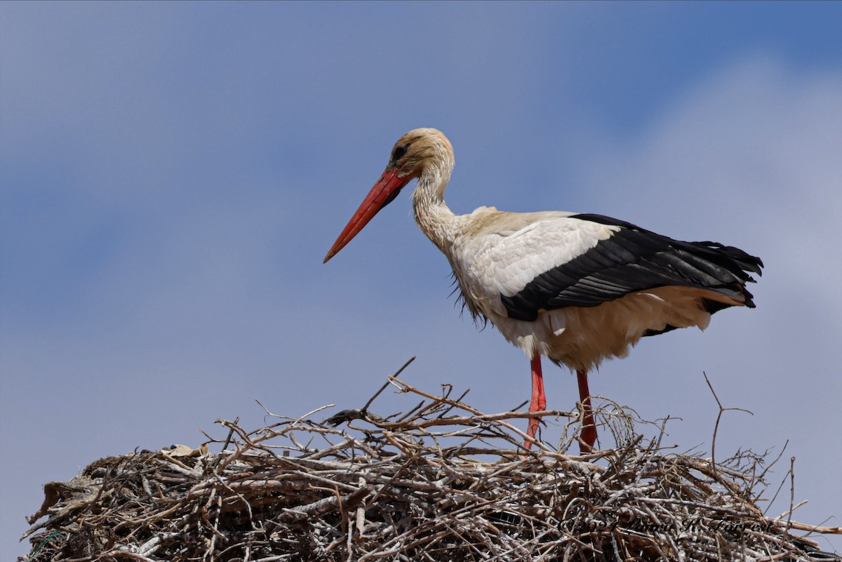 White Stork - ML618083319