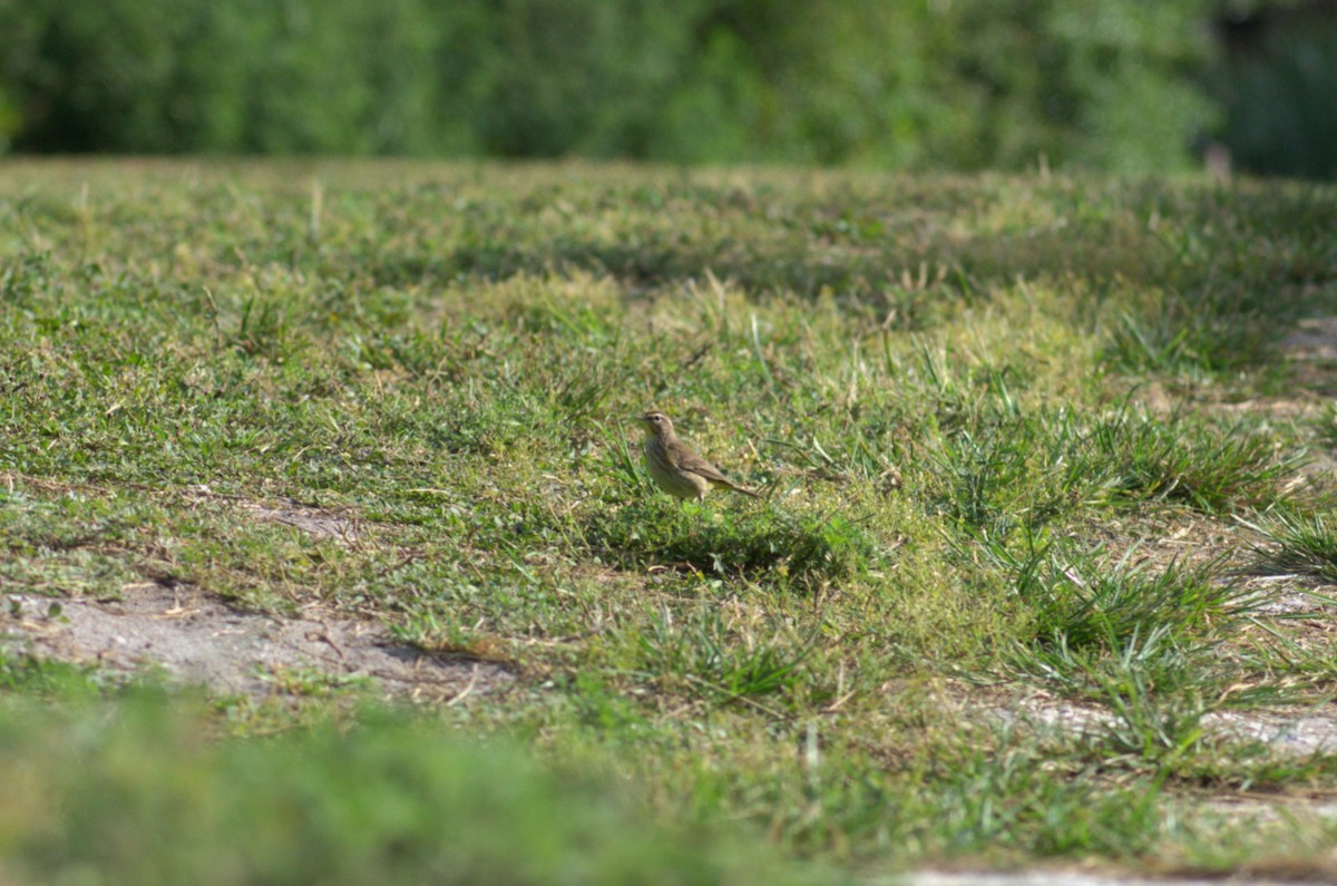 Palm Warbler - ML618083342