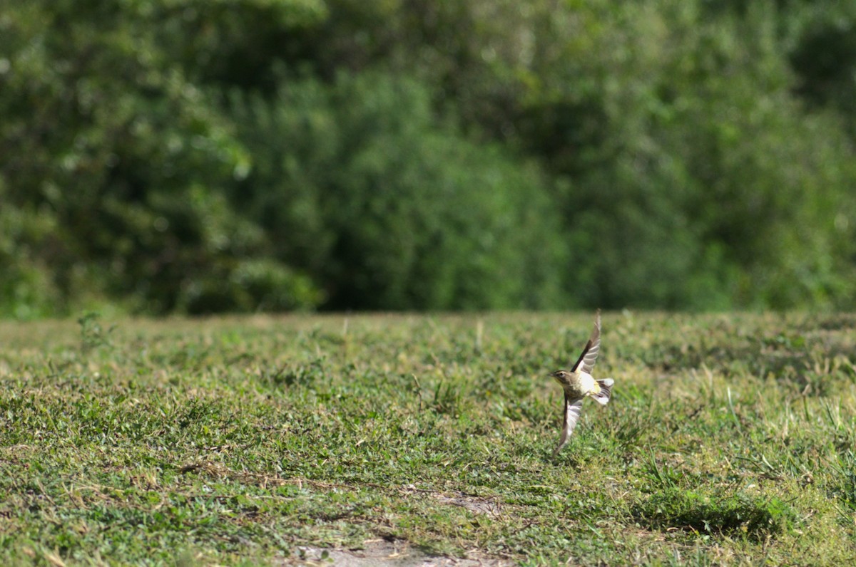 Palm Warbler - ML618083343