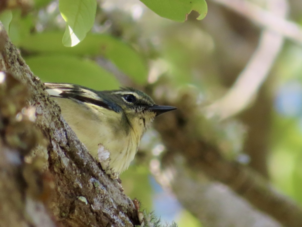 Black-throated Blue Warbler - ML618083346