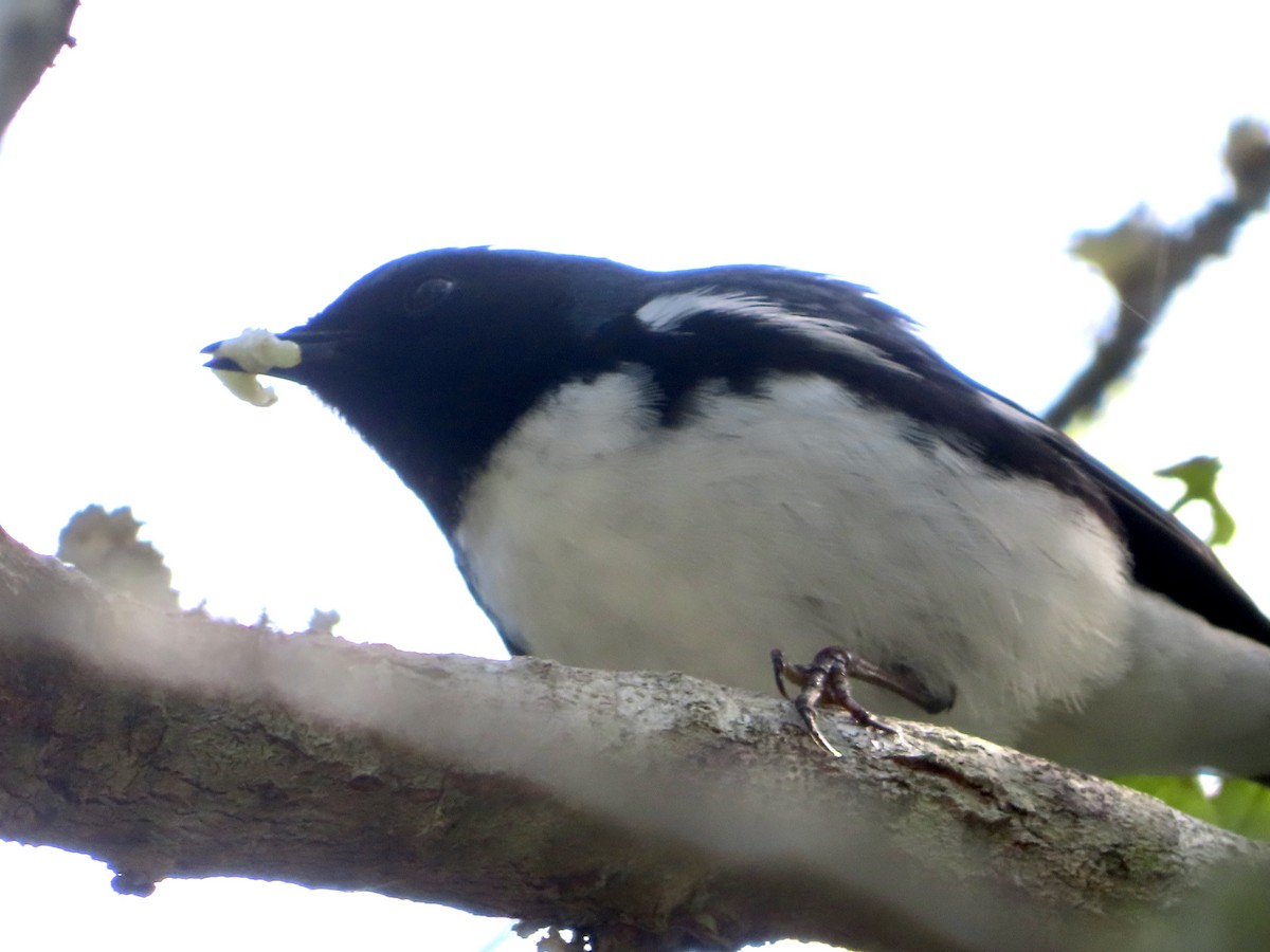 Black-throated Blue Warbler - ML618083347