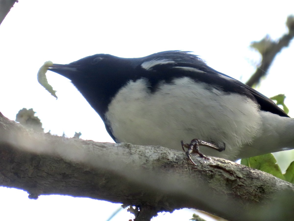 Black-throated Blue Warbler - ML618083348