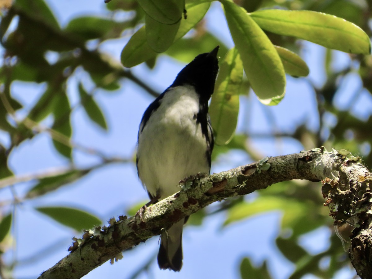 Black-throated Blue Warbler - ML618083350