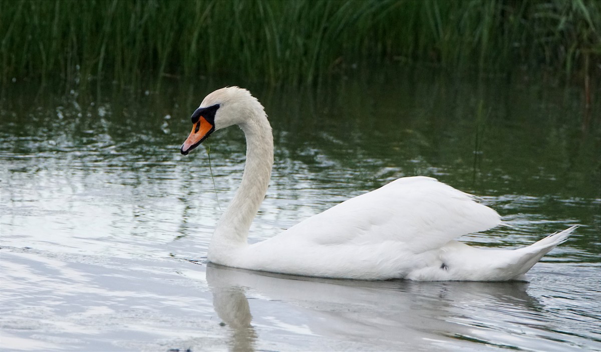 Mute Swan - ML618083361