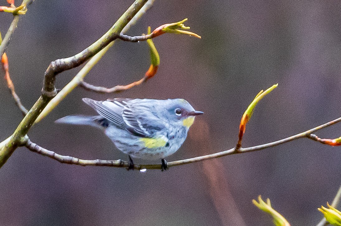 Yellow-rumped Warbler - ML618083363