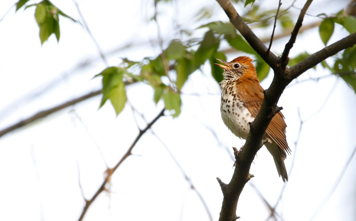 Wood Thrush - ML618083378