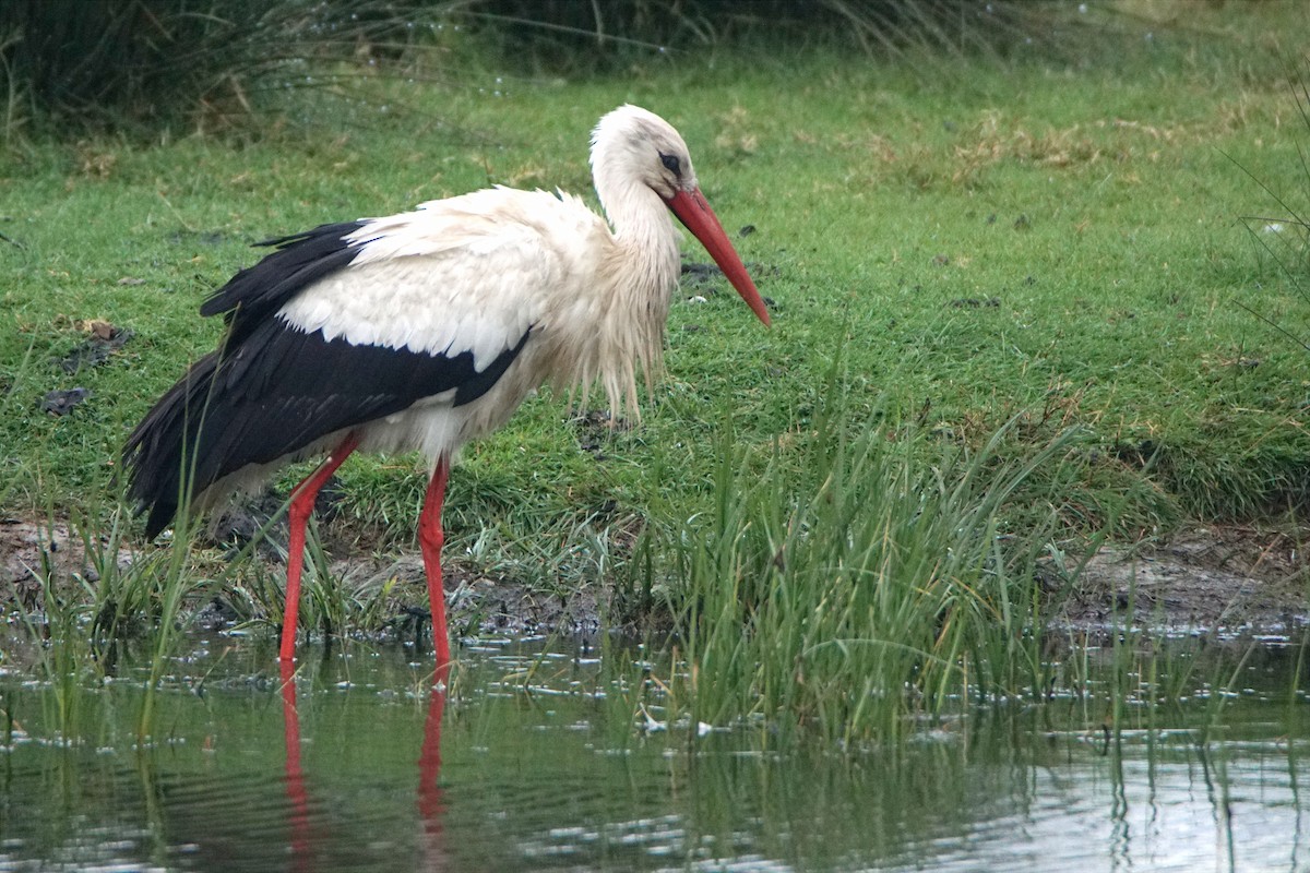 White Stork - ML618083383