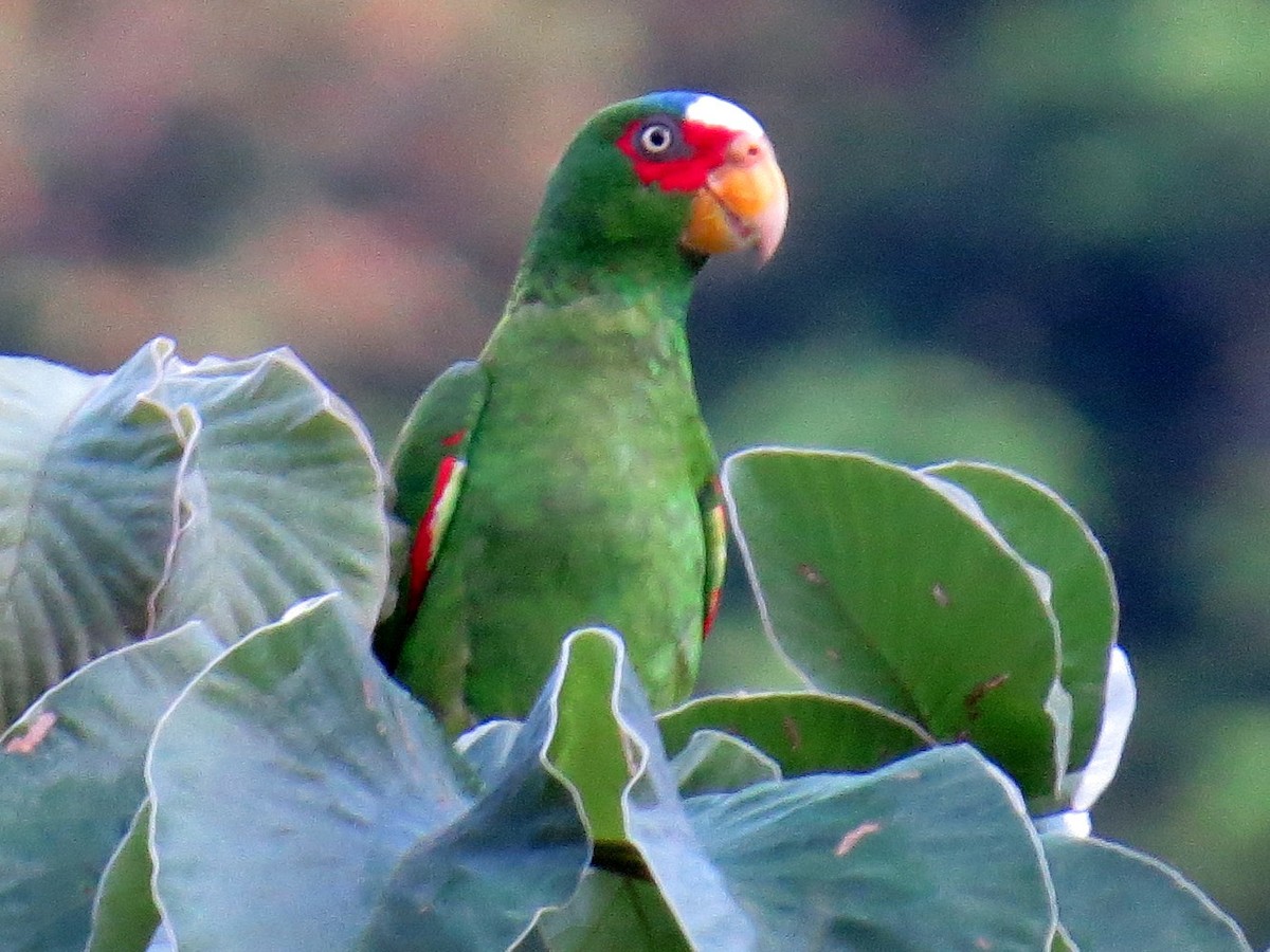 White-fronted Parrot - ML618083411