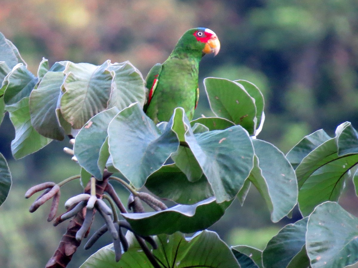 White-fronted Parrot - ML618083412